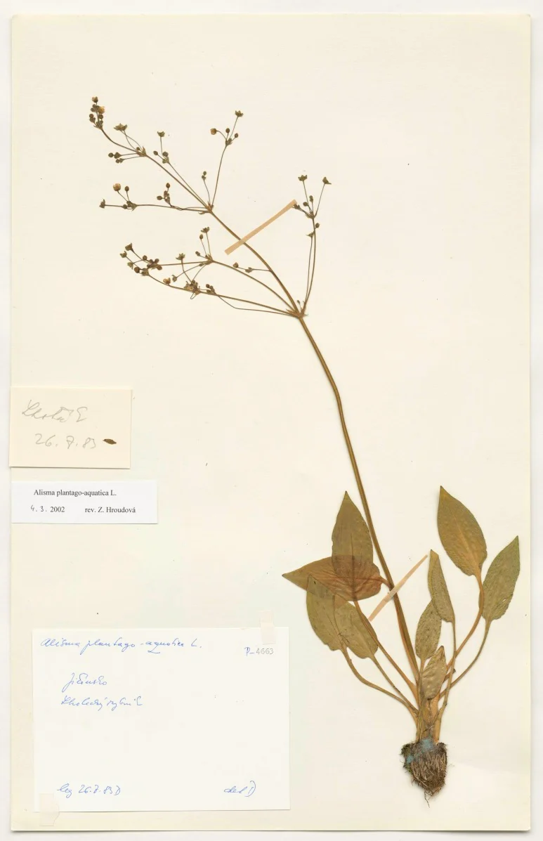 Náhledový obrázek předmětu Alisma plantago aquatica L.