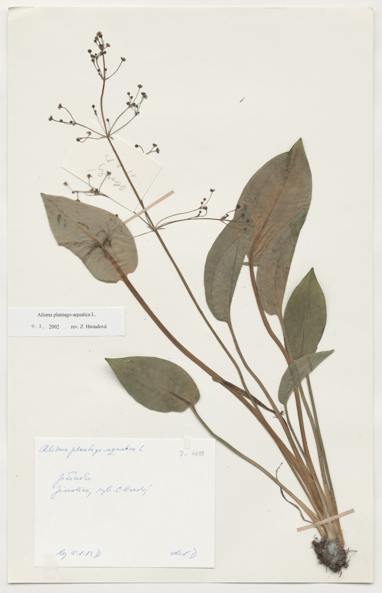 Náhledový obrázek Alisma plantago aquatica L. - 1