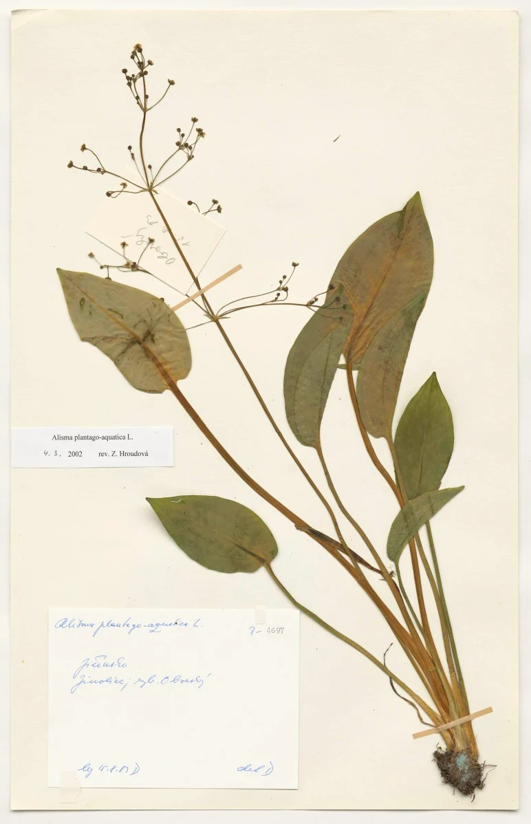 Náhledový obrázek předmětu Alisma plantago aquatica L.
