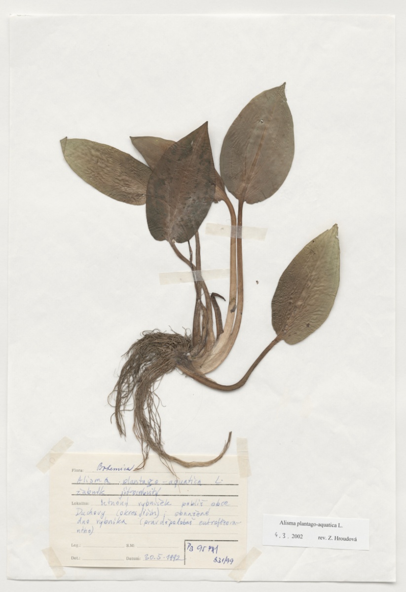 Náhledový obrázek Alisma plantago-aquatica L. - 1