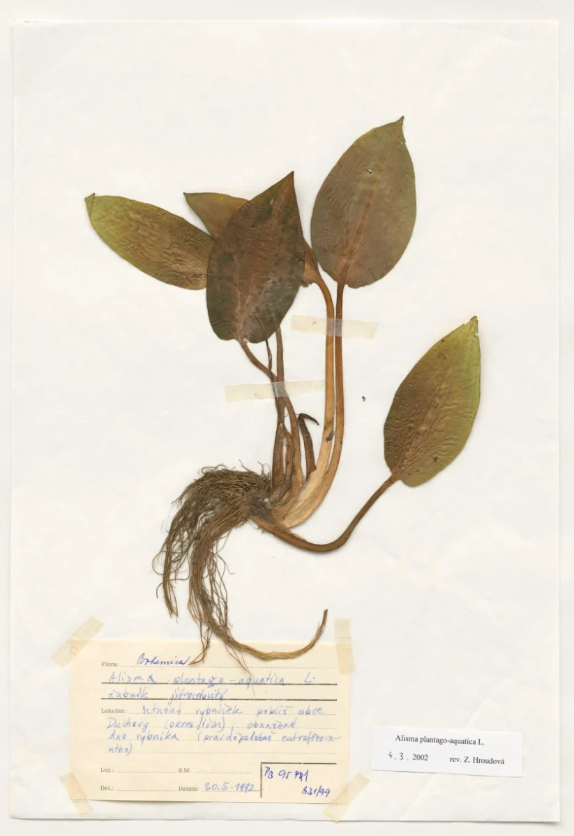 Náhledový obrázek předmětu Alisma plantago-aquatica L.