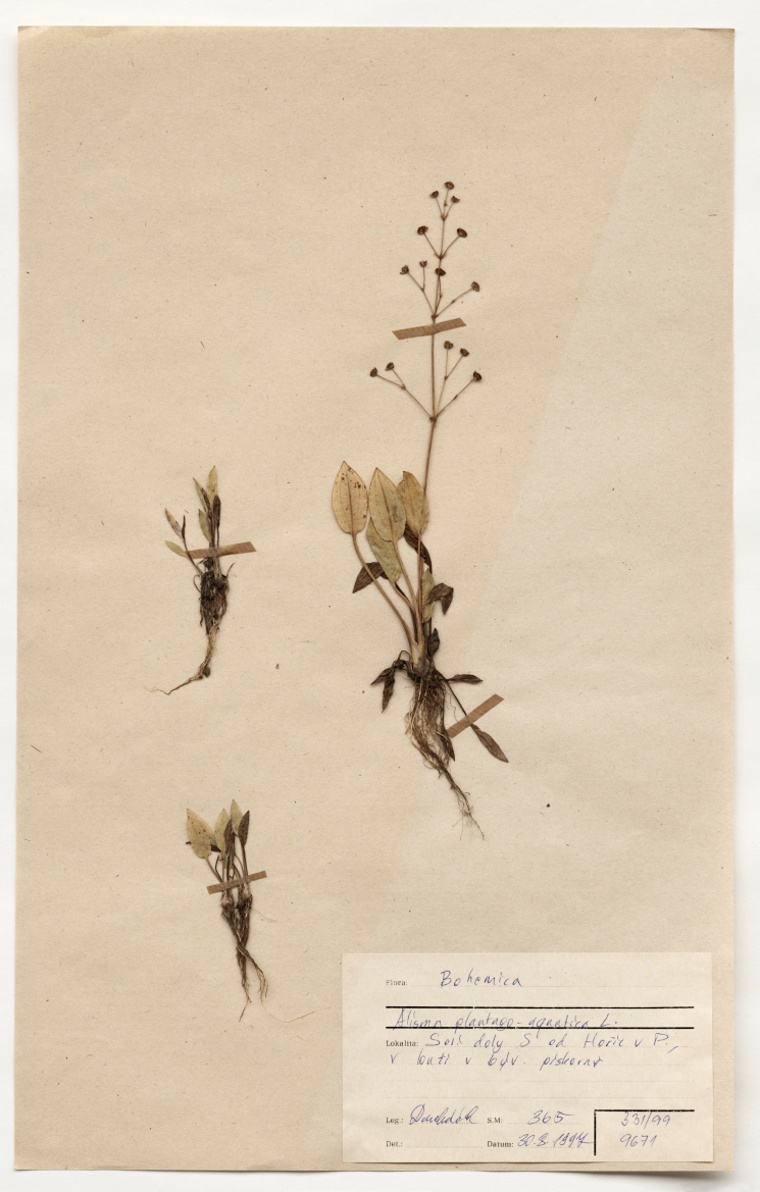 Náhledový obrázek Alisma plantago-aquatica L. - 1