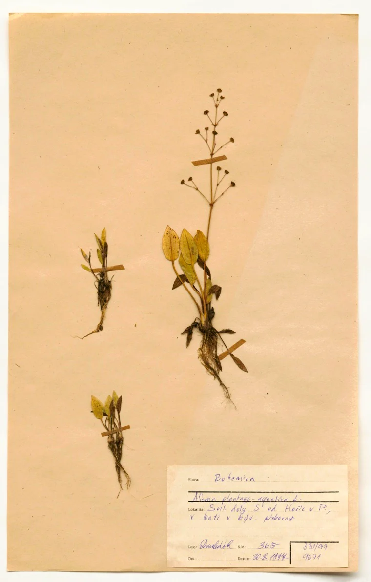 Náhledový obrázek předmětu Alisma plantago-aquatica L.