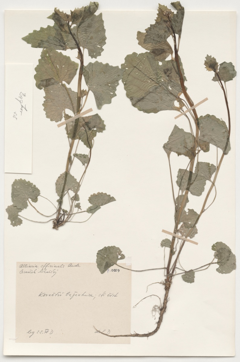 Náhledový obrázek Alliaria officinalis Andr. - 1