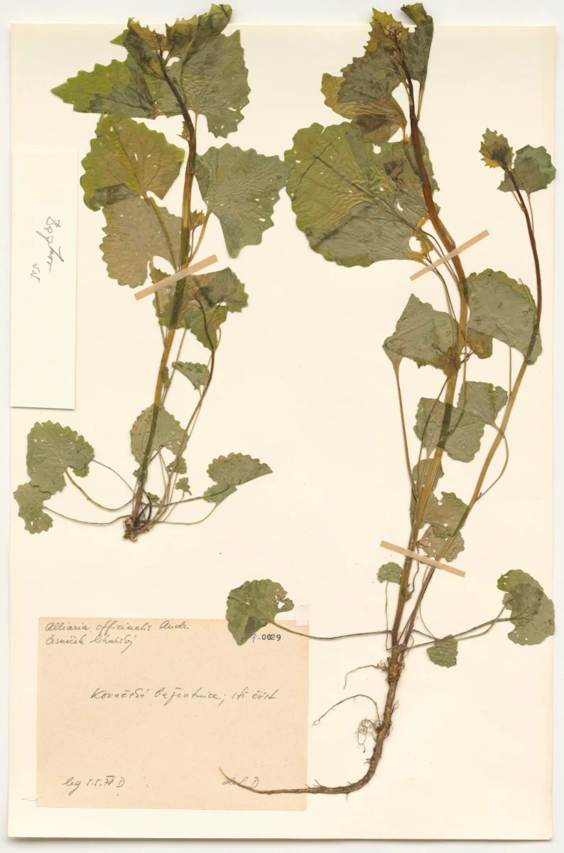 Náhledový obrázek předmětu Alliaria officinalis Andr.