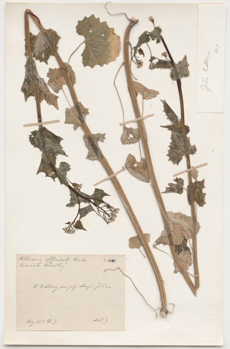 Náhledový obrázek Alliaria officinalis Andr. - 1