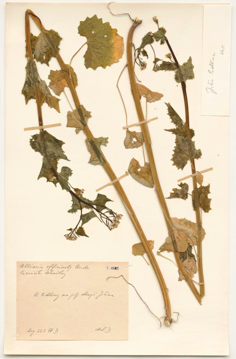 Náhledový obrázek předmětu Alliaria officinalis Andr.