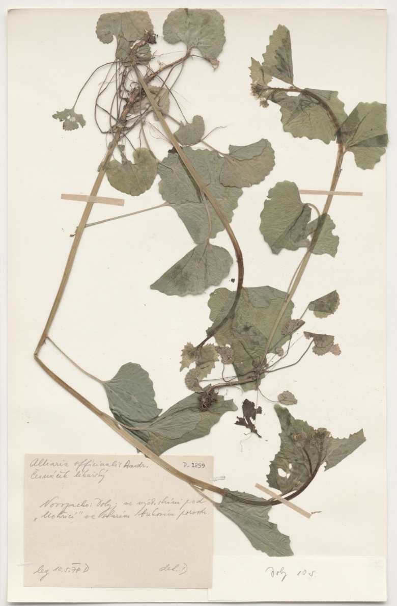 Náhledový obrázek Alliaria officinalis Andr. - 1