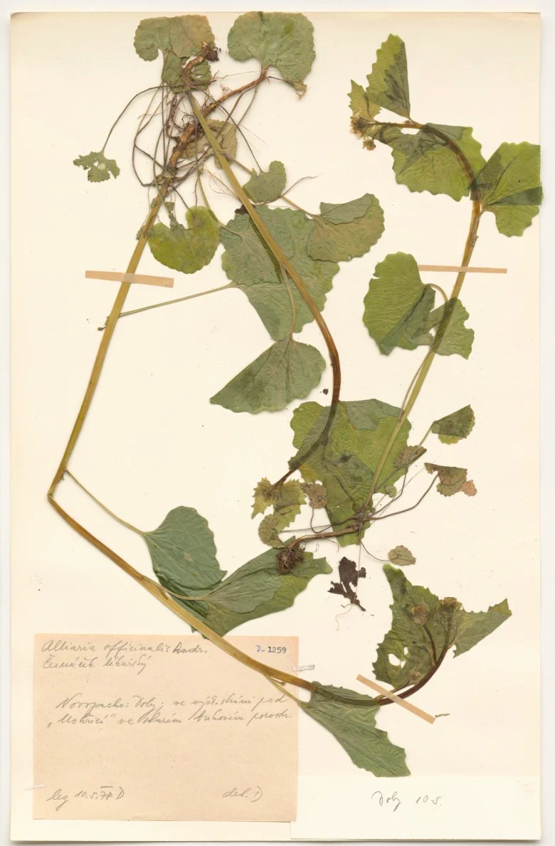 Náhledový obrázek předmětu Alliaria officinalis Andr.