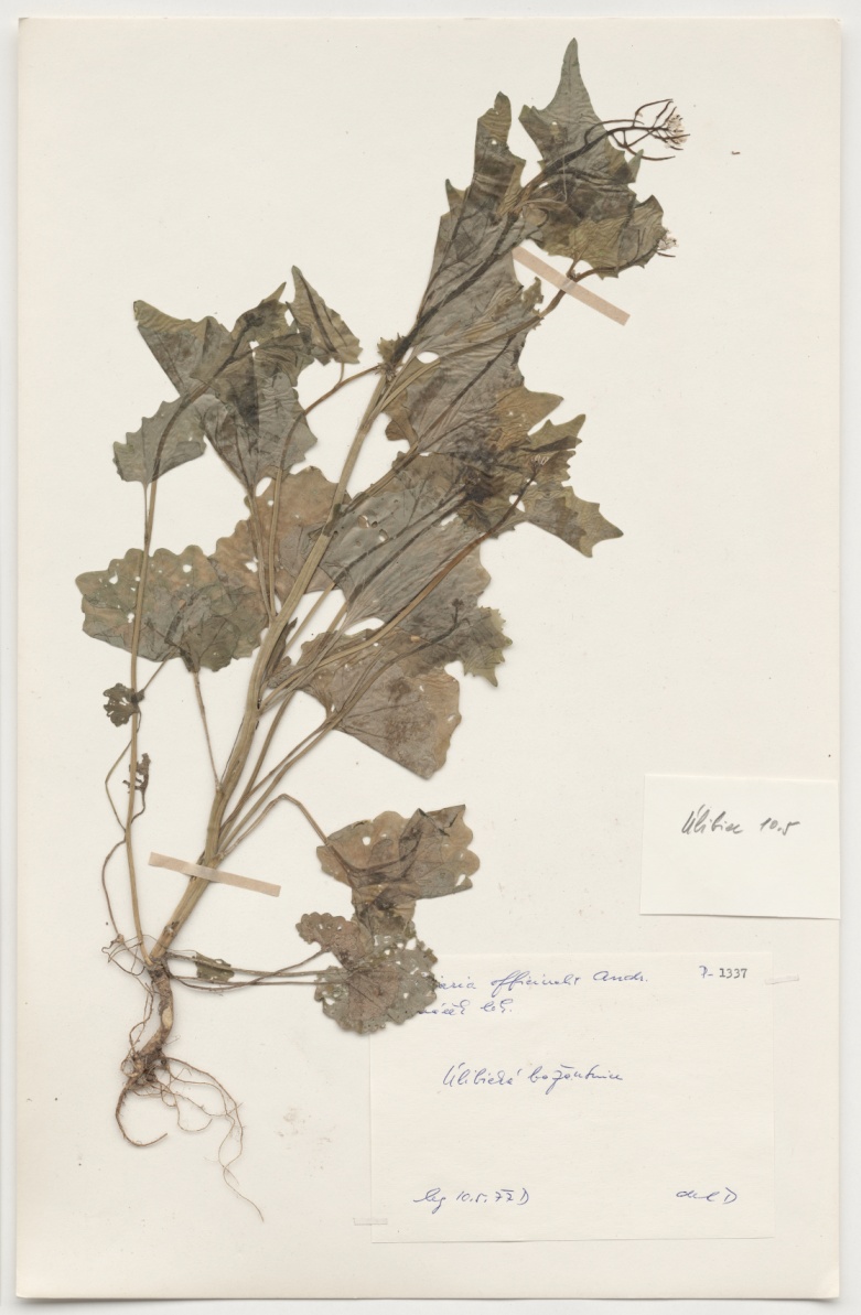 Náhledový obrázek Alliaria officinalis Andr. - 1