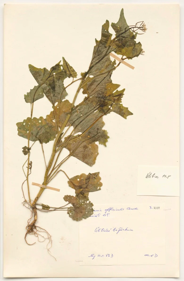 Náhledový obrázek předmětu Alliaria officinalis Andr.