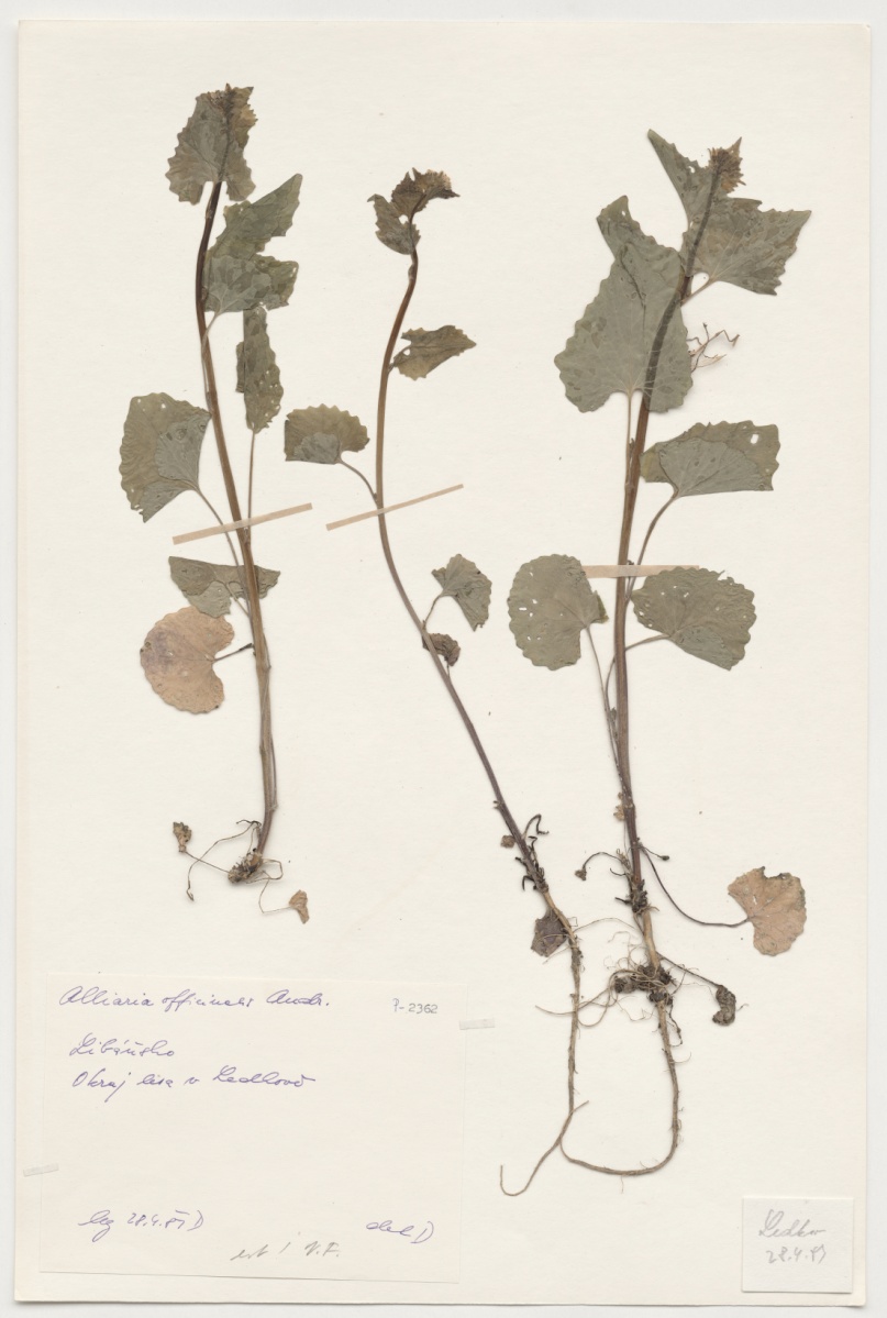 Náhledový obrázek Alliaria officinalis Andr. - 1