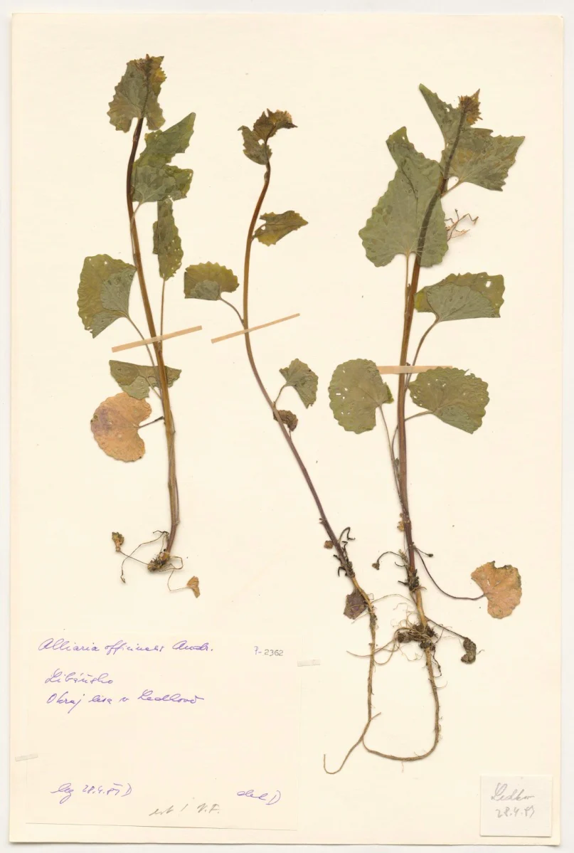 Náhledový obrázek předmětu Alliaria officinalis Andr.