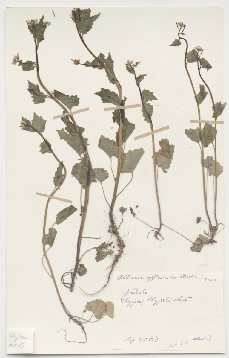 Náhledový obrázek Alliaria officinalis Andr. - 1