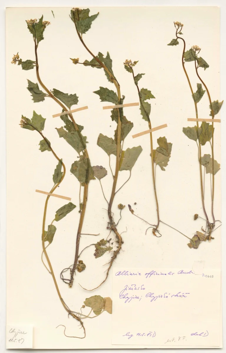 Náhledový obrázek předmětu Alliaria officinalis Andr.