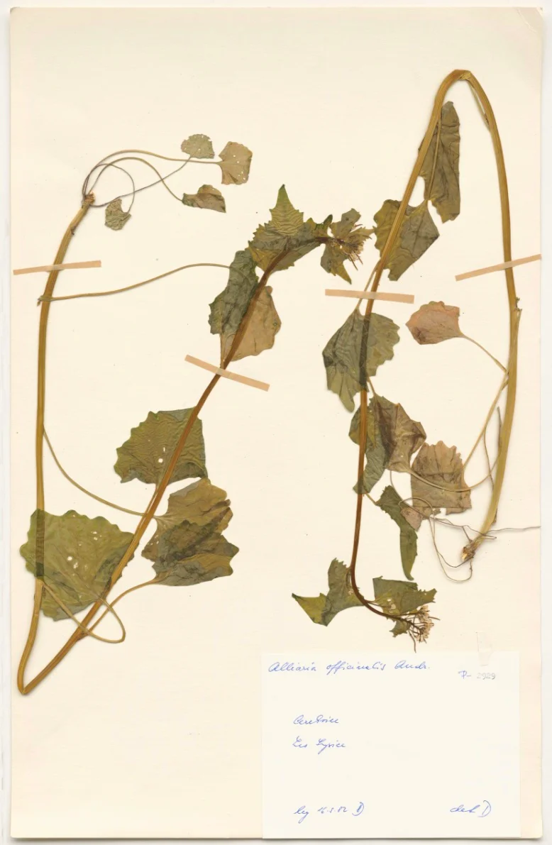 Náhledový obrázek předmětu Alliaria officinalis L.