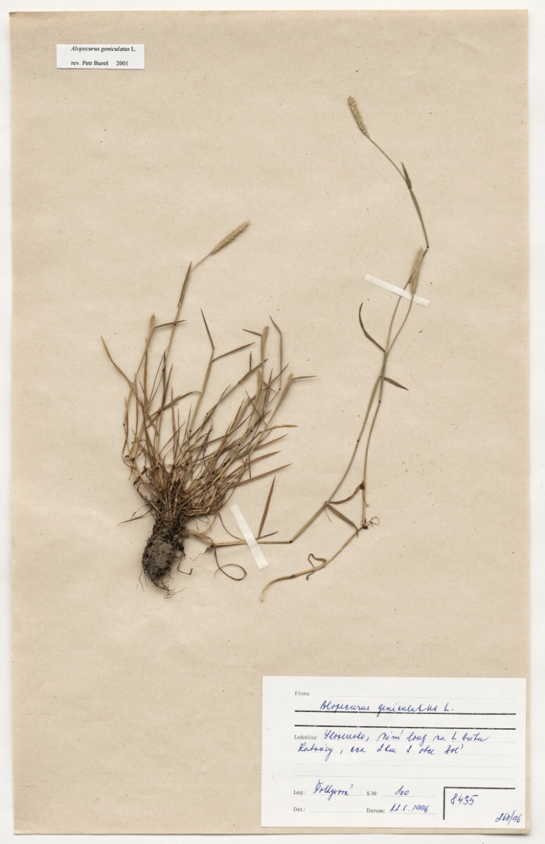 Náhledový obrázek Alopecurus geniculatus L. - 1