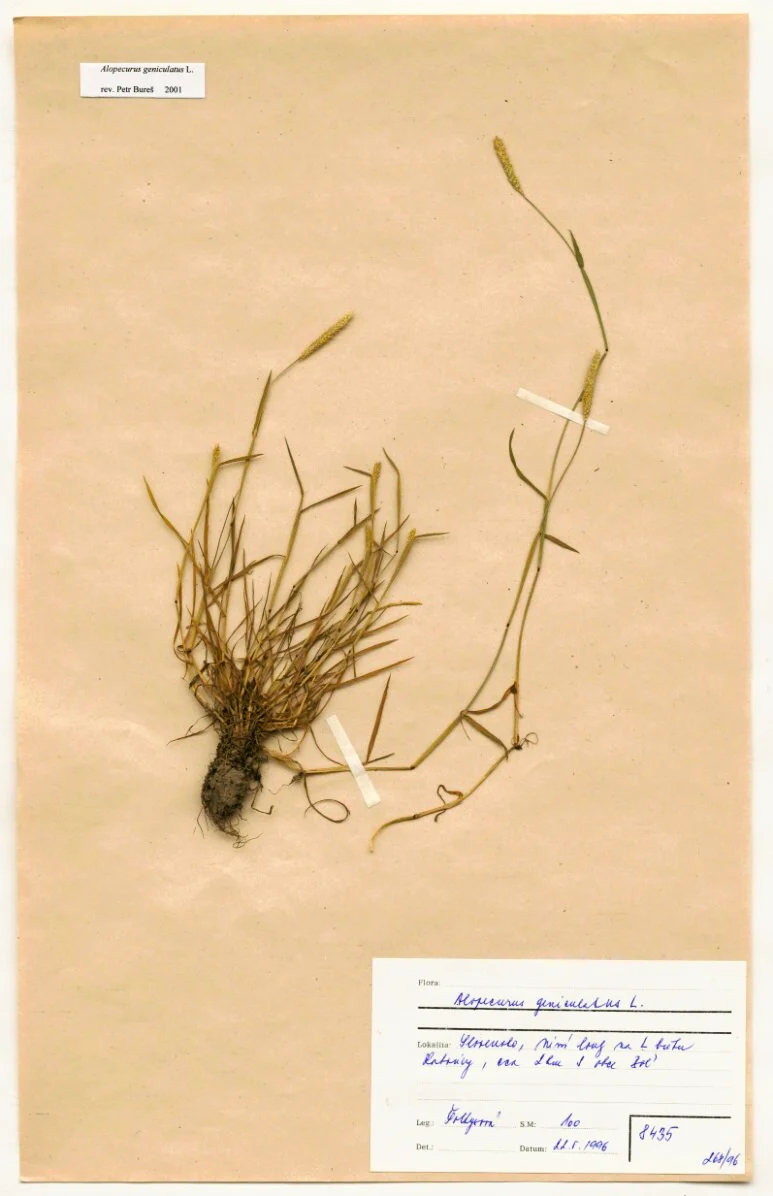 Náhledový obrázek předmětu Alopecurus geniculatus L.