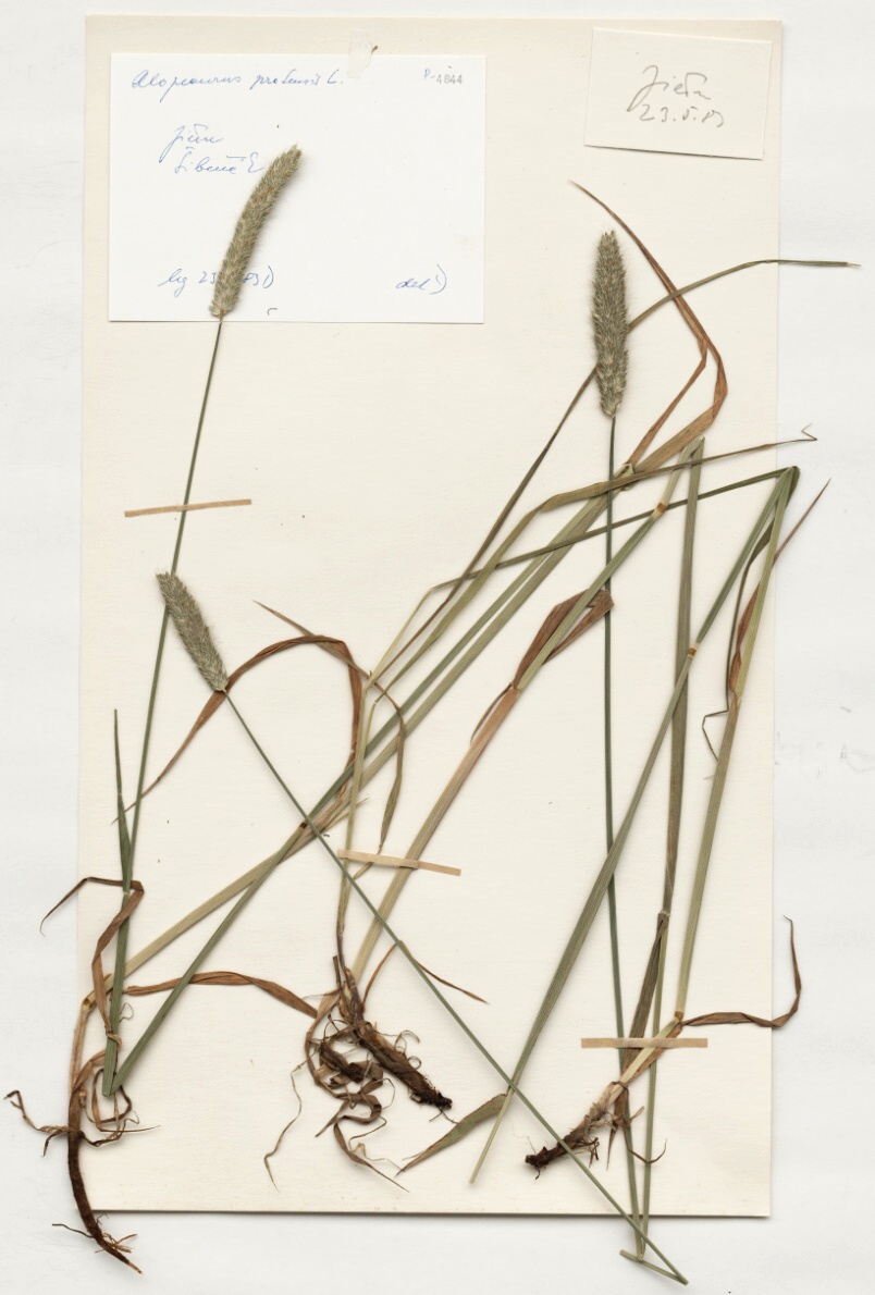 Náhledový obrázek Alopecurus pratensis L. - 1