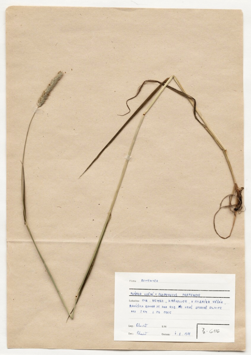 Náhledový obrázek Alopecurus pratensis L. - 1