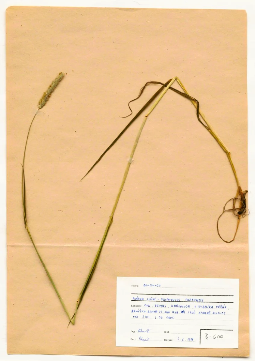 Náhledový obrázek předmětu Alopecurus pratensis L.