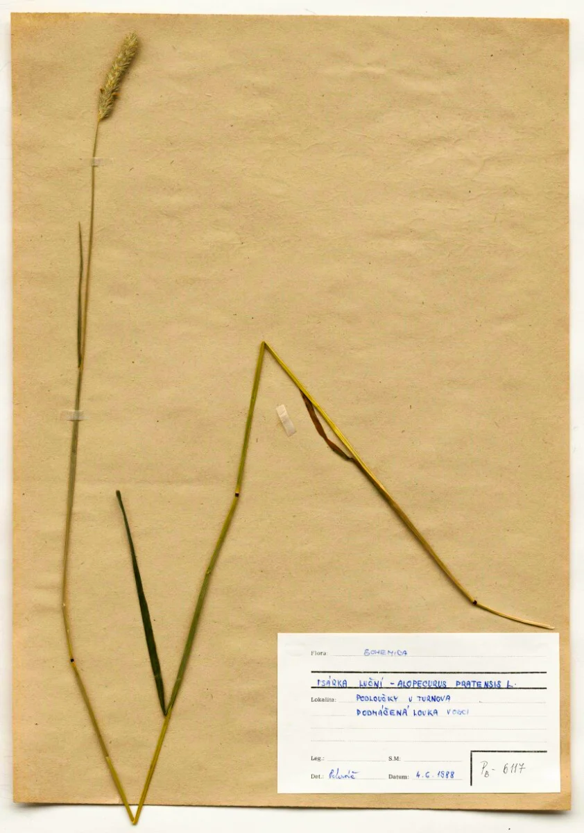 Náhledový obrázek předmětu Alopecurus pratensis L.