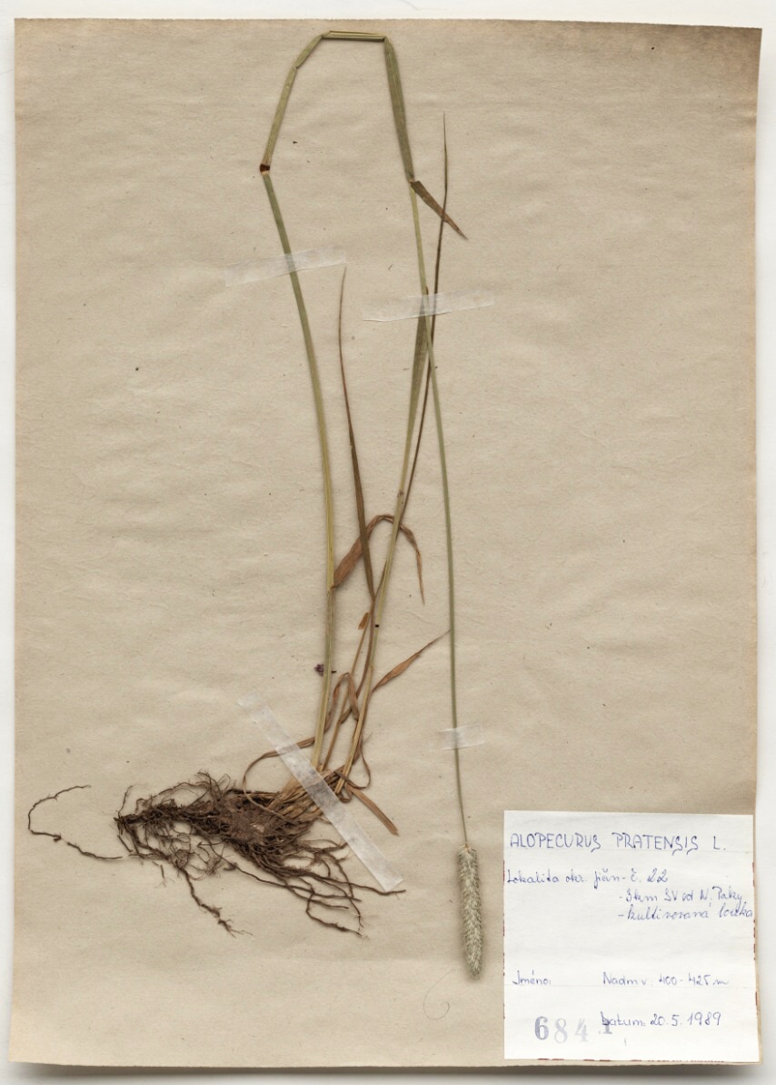 Náhledový obrázek Alopecurus pratensis L. - 1