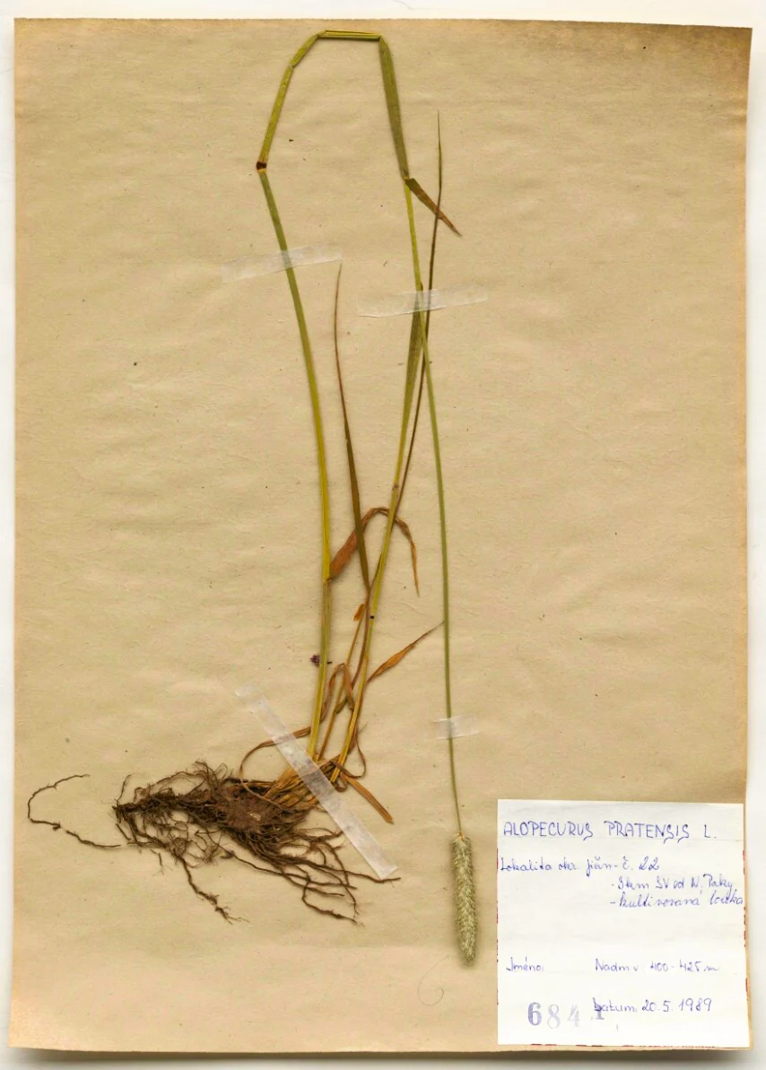 Náhledový obrázek předmětu Alopecurus pratensis L.