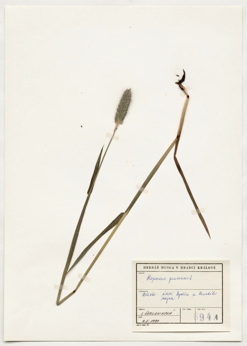 Náhledový obrázek Alopecurus pratensis L. - 1