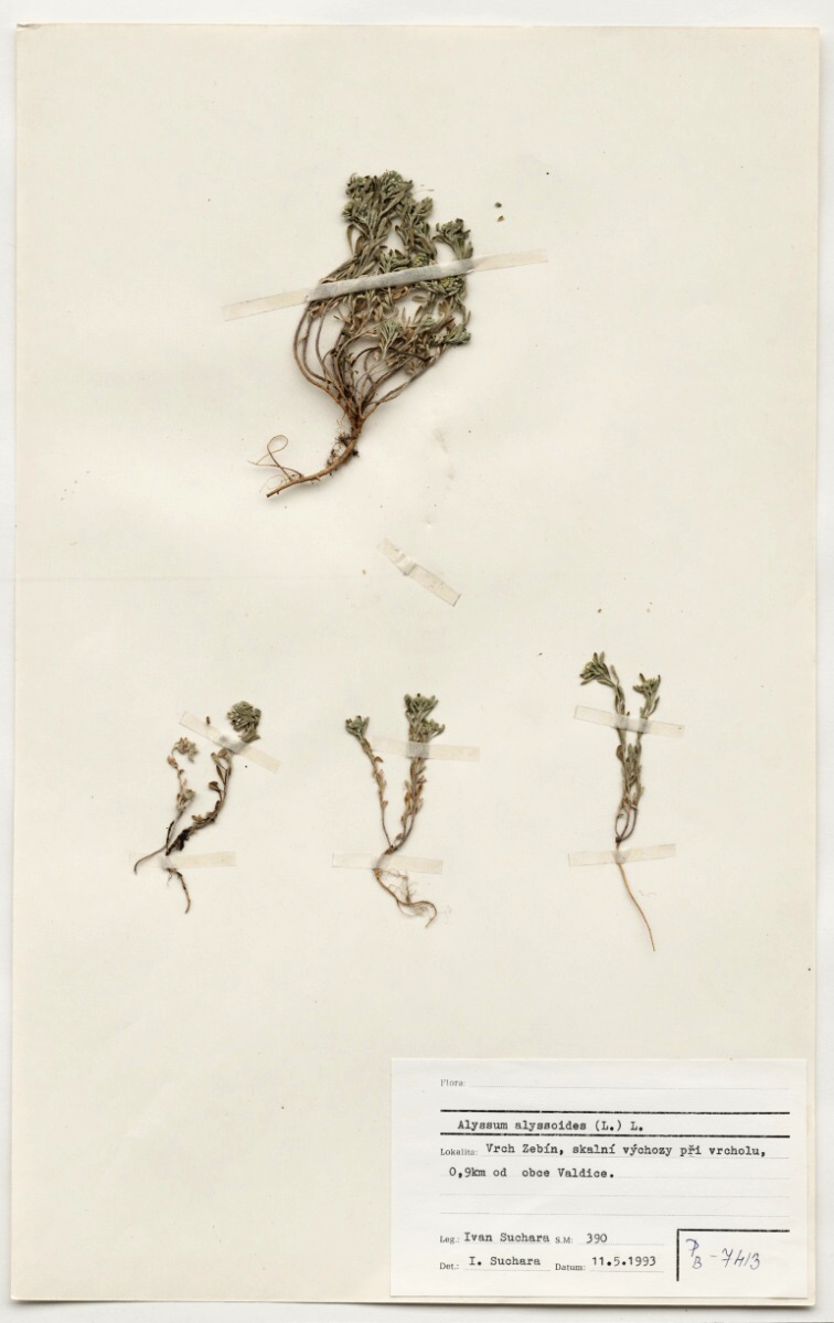 Náhledový obrázek Alyssum alyssoides (L.) L. - 1