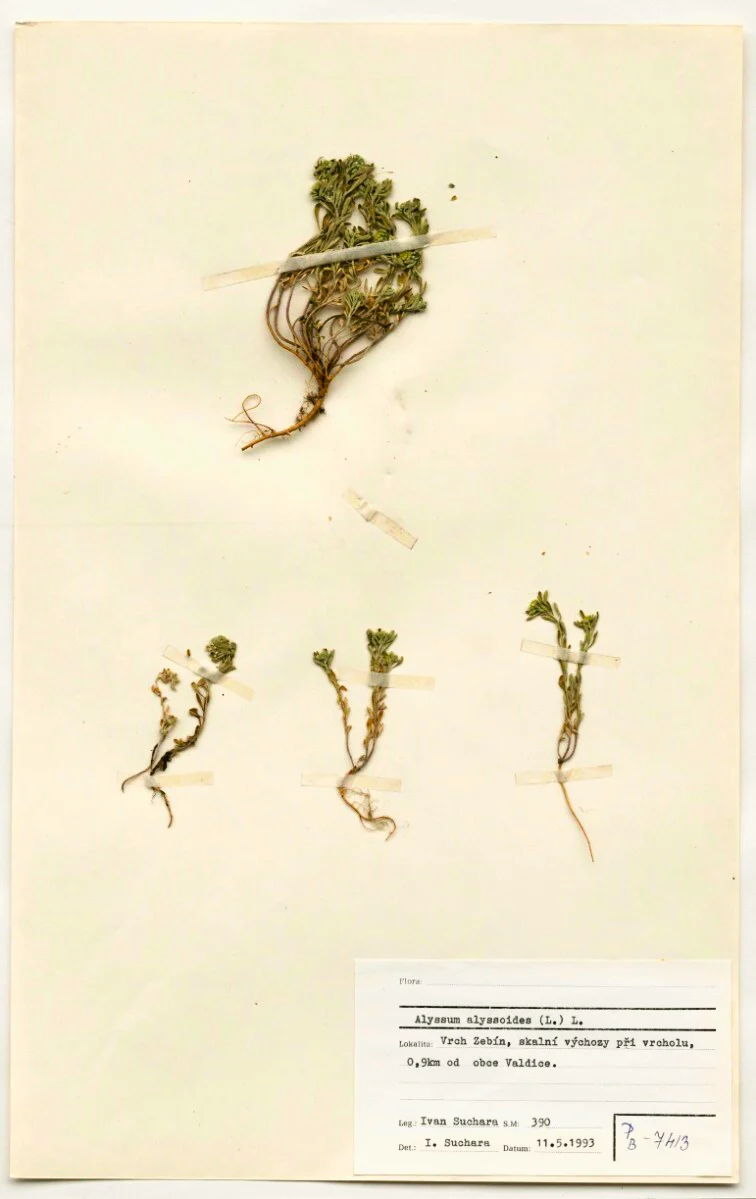 Náhledový obrázek předmětu Alyssum alyssoides (L.) L.
