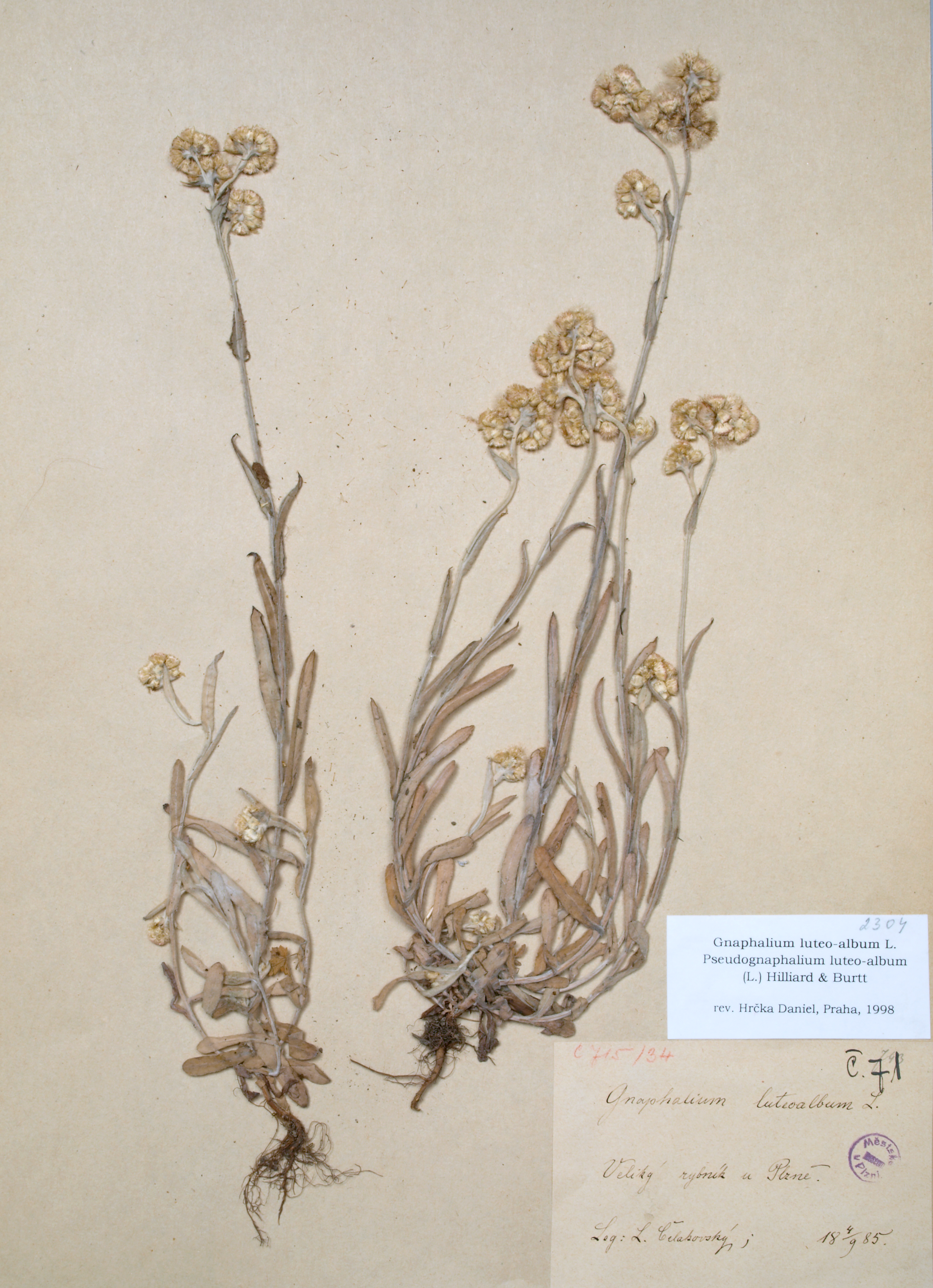 Náhledový obrázek Pseudognaphalium luteoalbum - 1