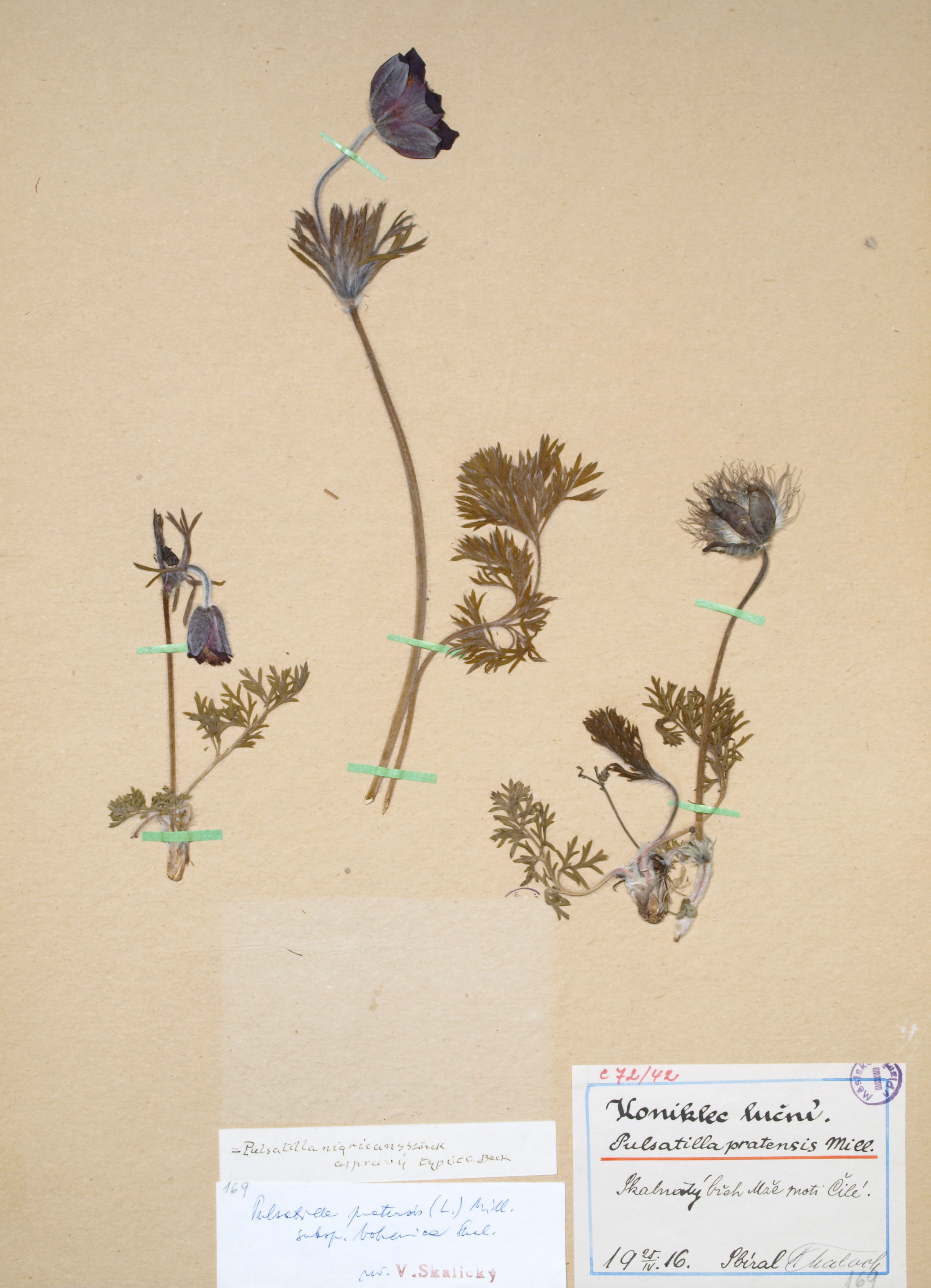 Náhledový obrázek Pulsatilla pratensis - 1