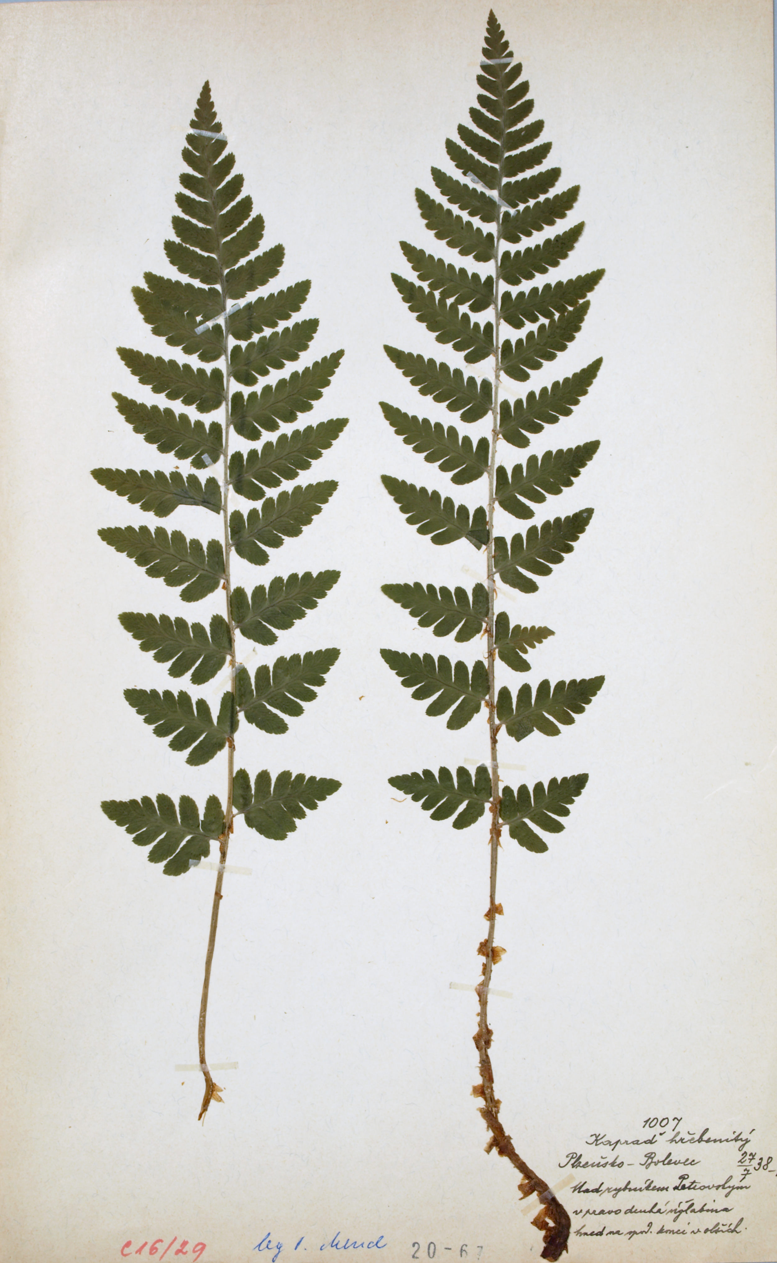 Náhledový obrázek Dryopteris cristata - 1