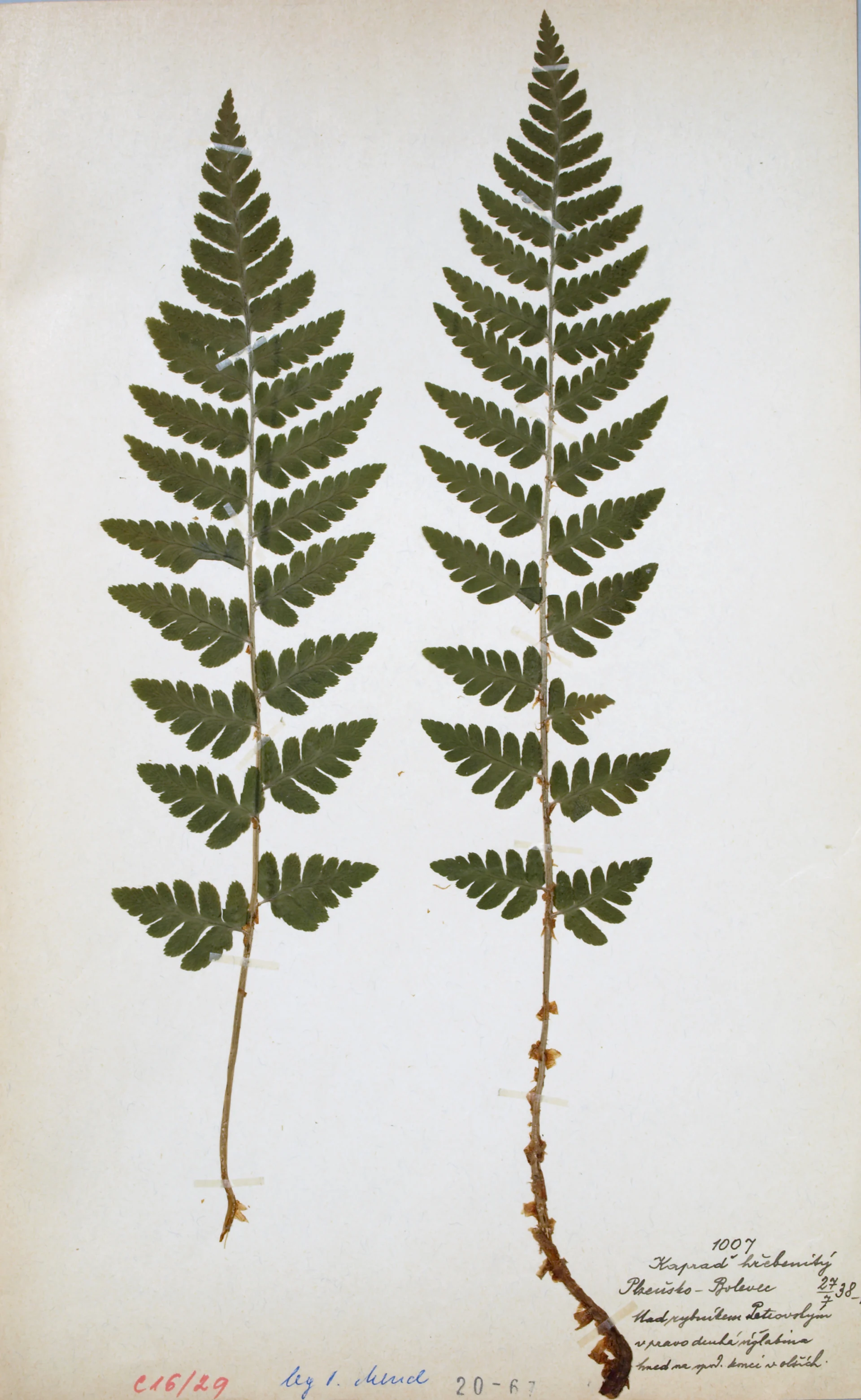 Náhledový obrázek předmětu Dryopteris cristata