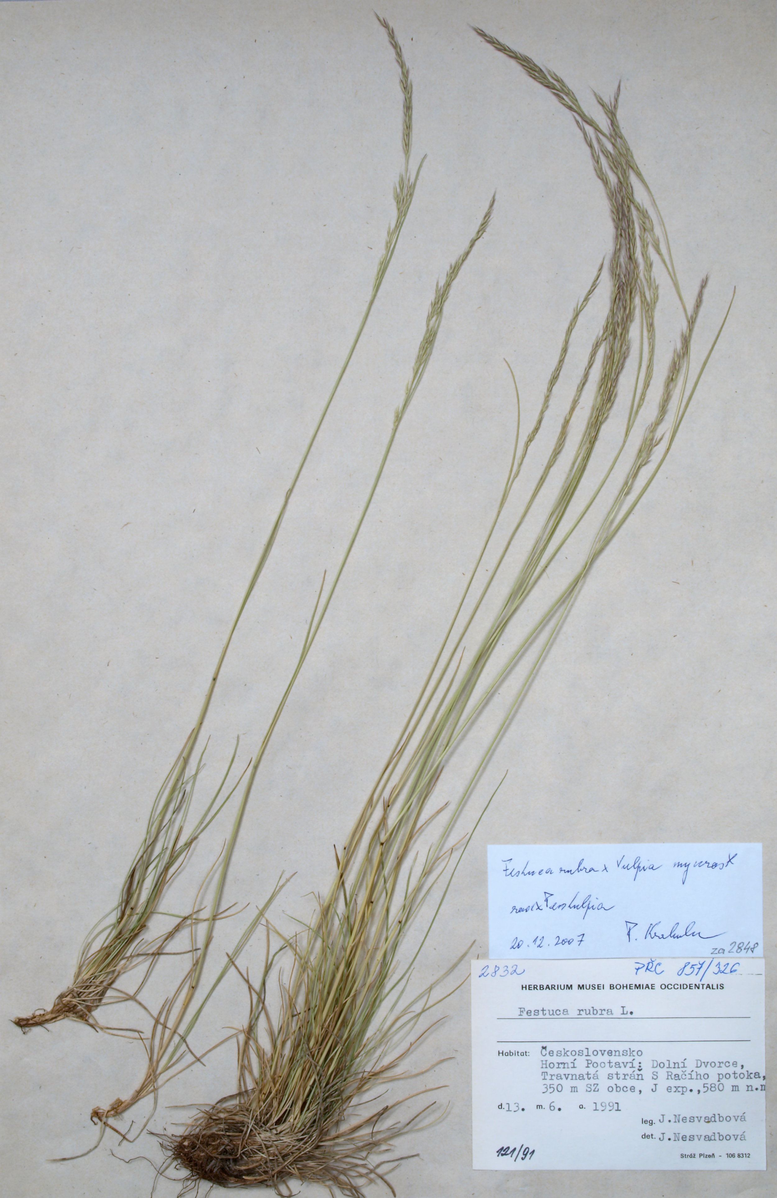 Náhledový obrázek Festuca rubra x Vulpia myuros (Festulpia) - 1