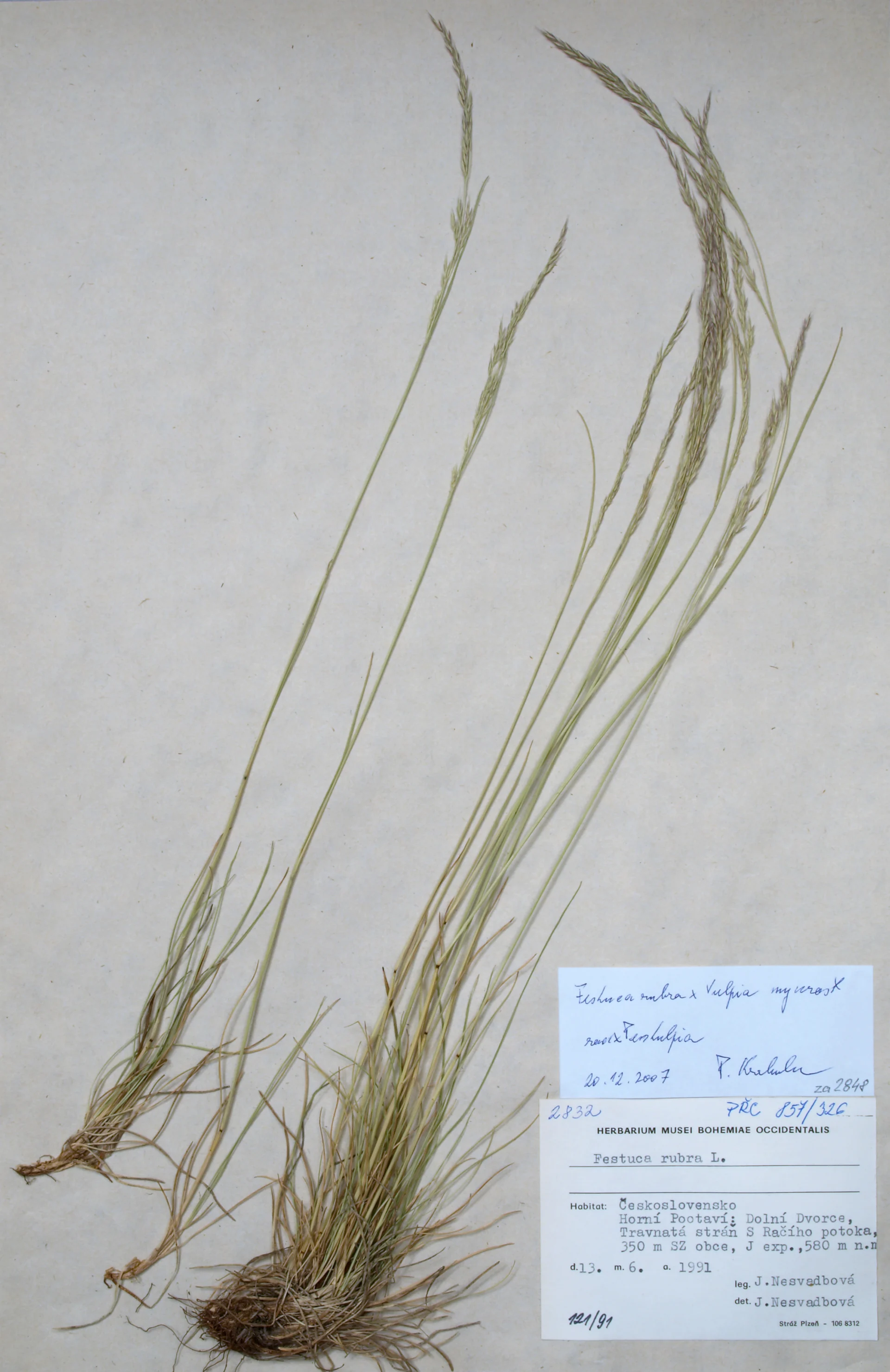 Náhledový obrázek předmětu Festuca rubra x Vulpia myuros (Festulpia)
