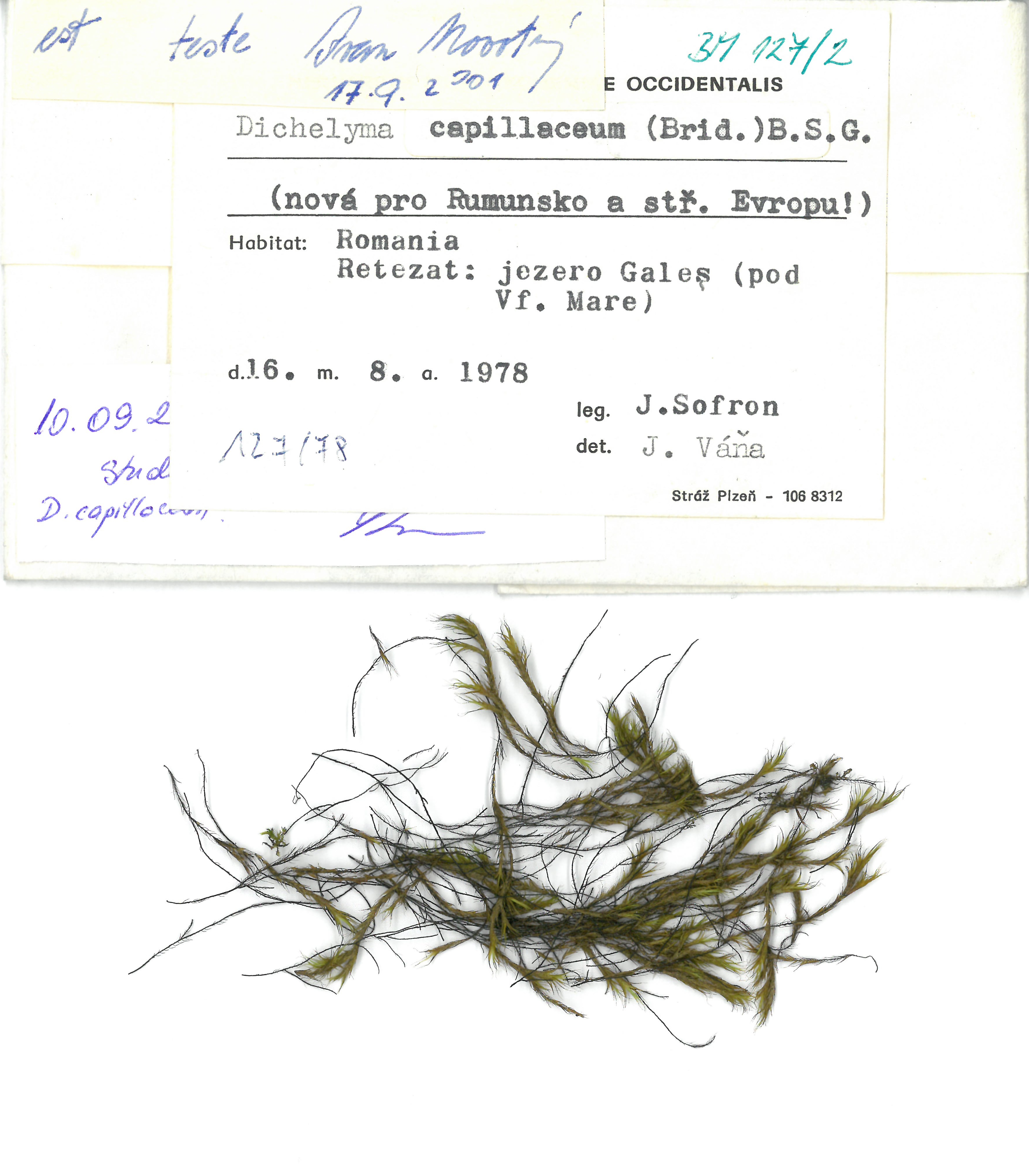 Náhledový obrázek Dichelyma capillaceum - 1
