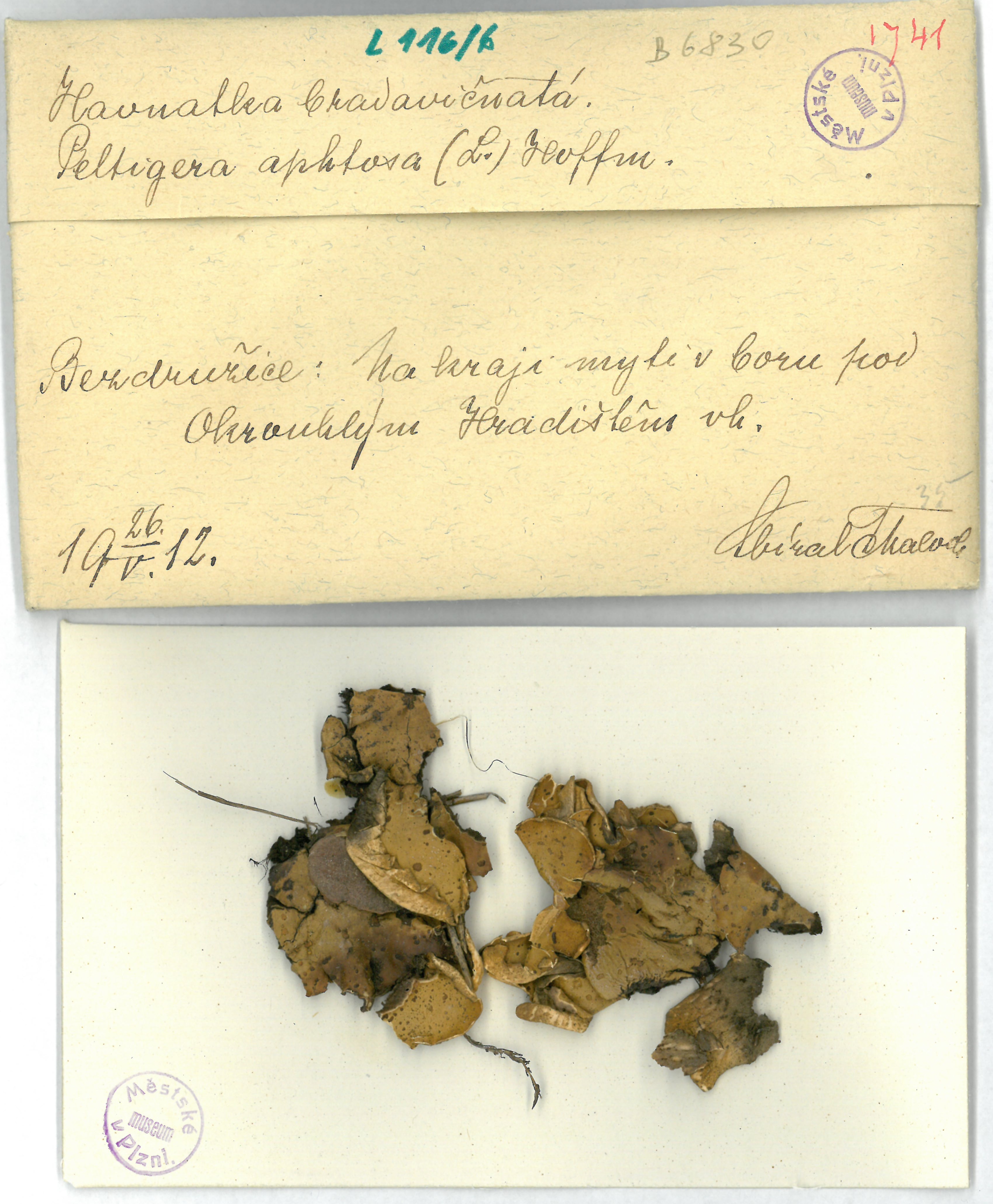 Náhledový obrázek Peltigera aphthosa - 1