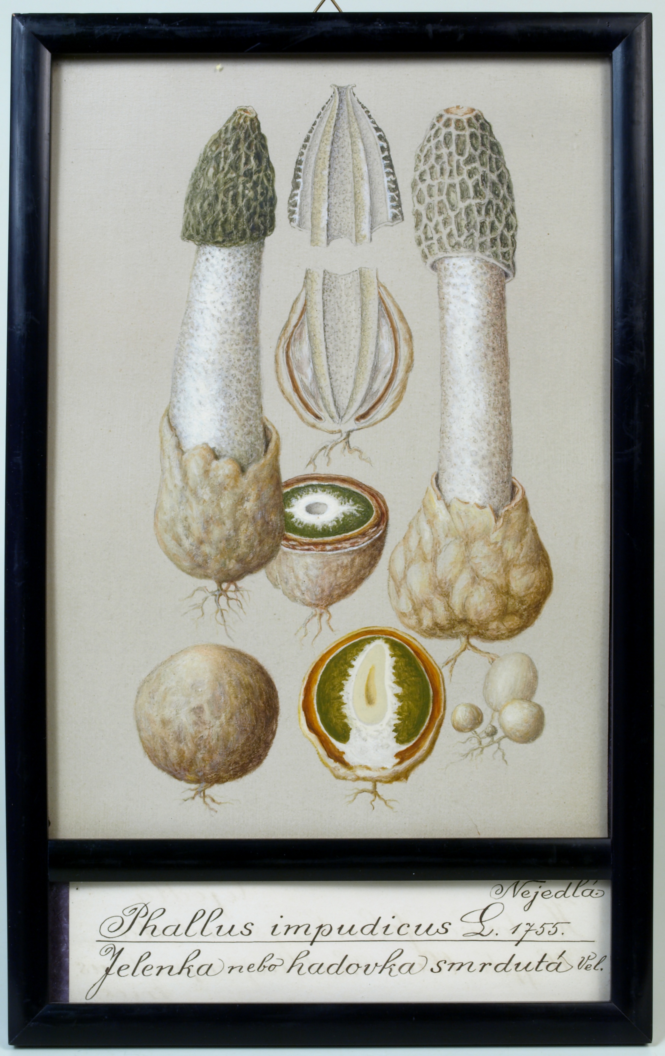 Náhledový obrázek Phallus impudicus - 1
