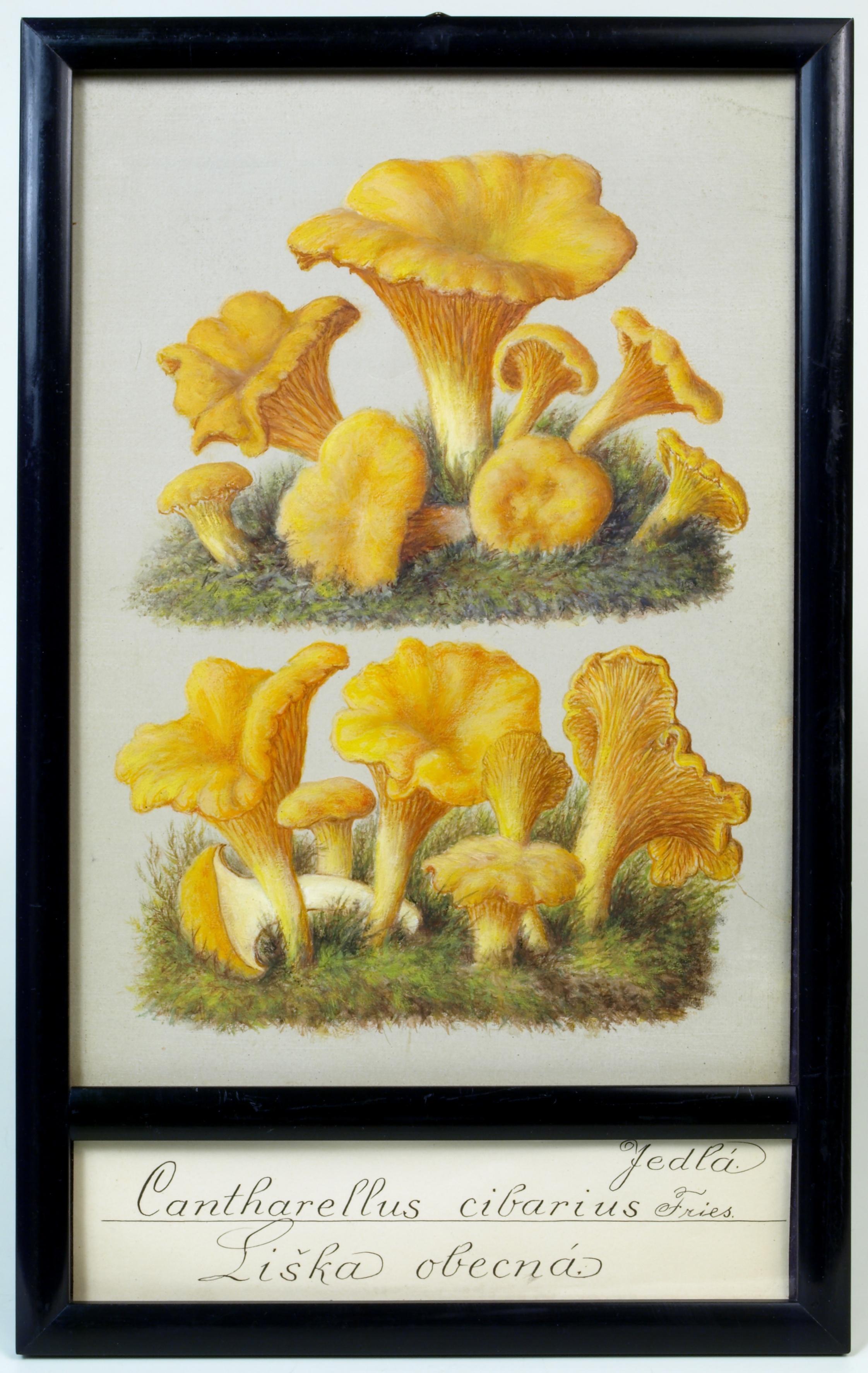 Náhledový obrázek Cantharellus cibarius - 1