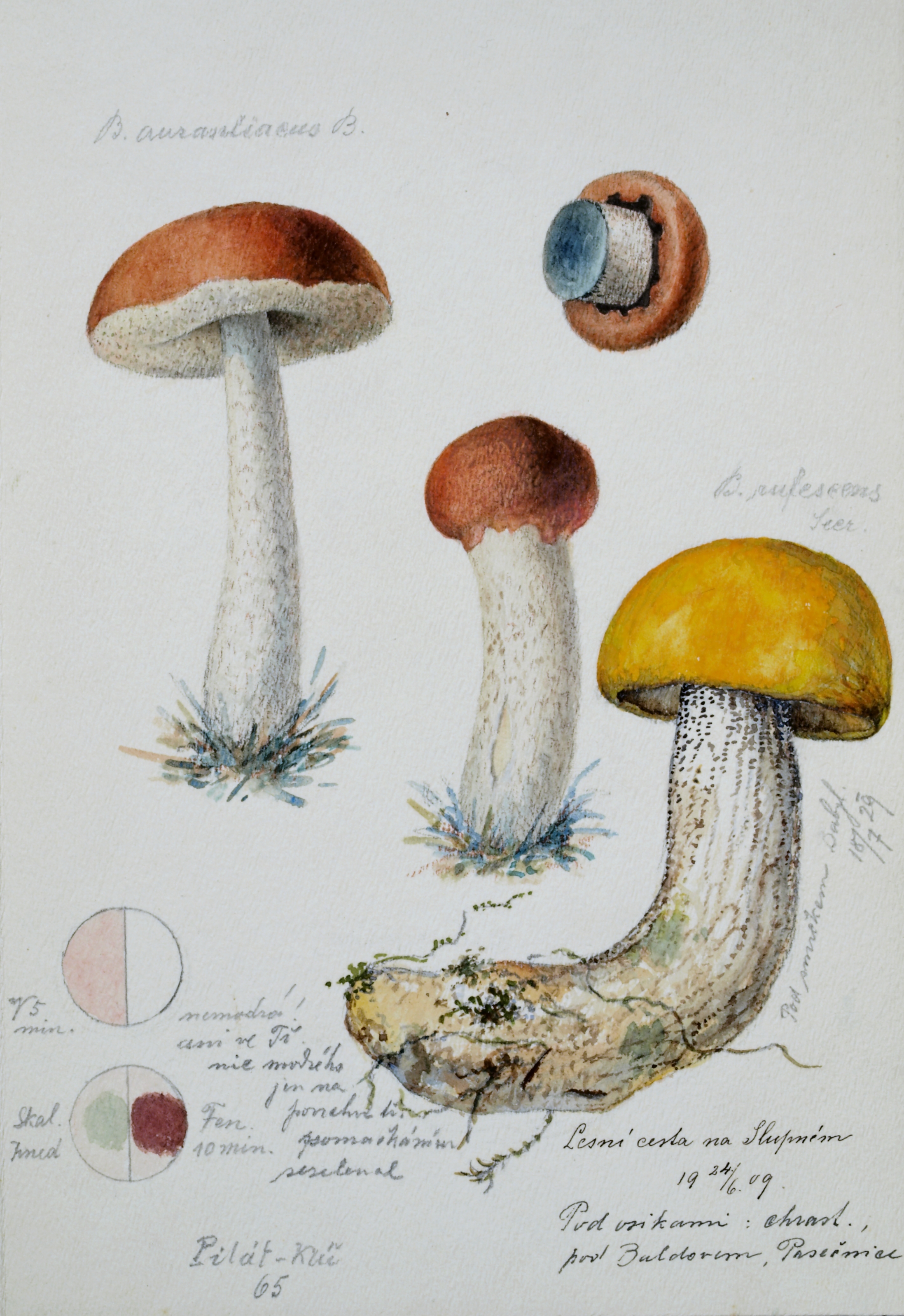 Náhledový obrázek Krombholzia aurantiaca - 1