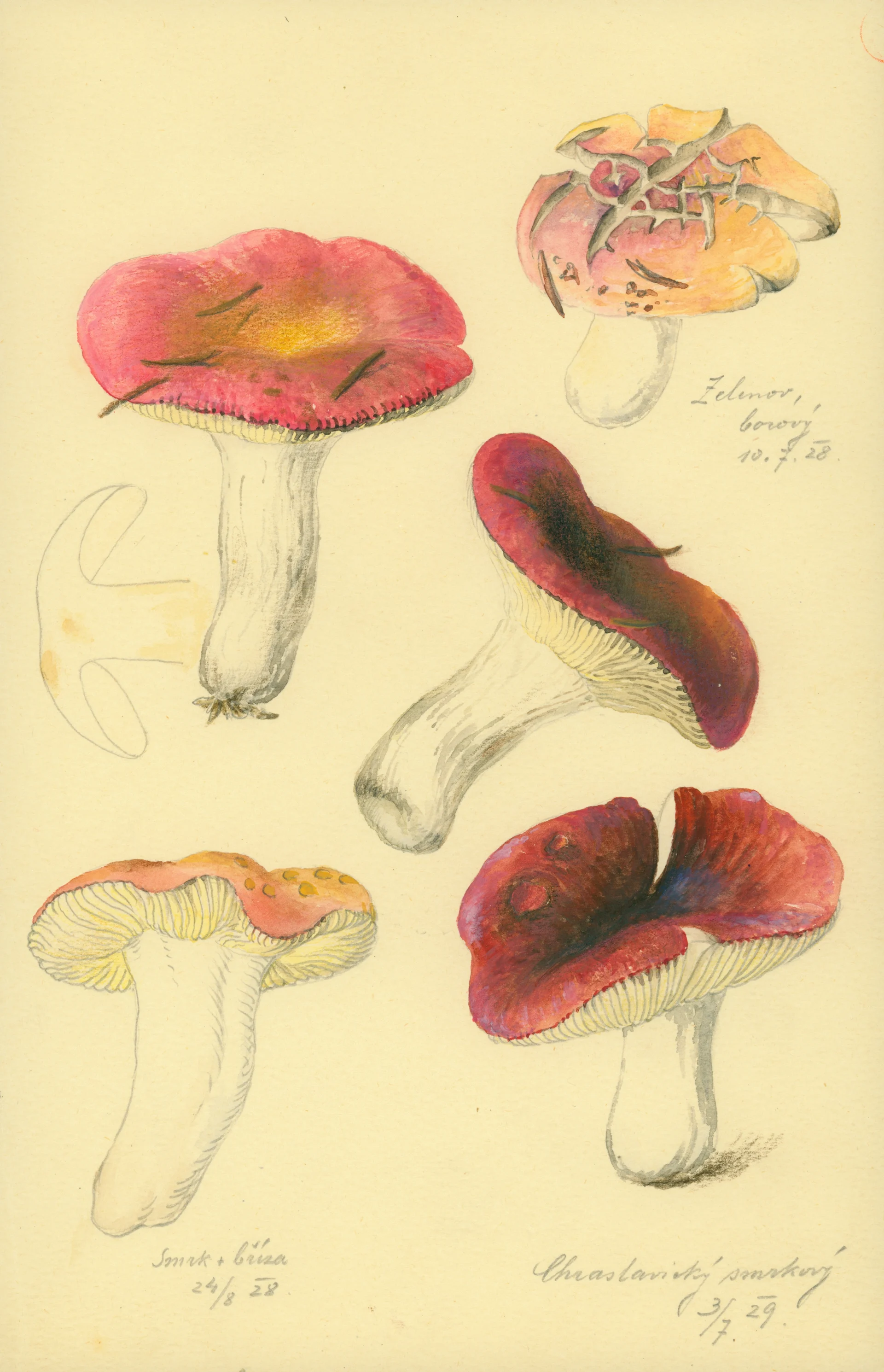 Náhledový obrázek předmětu Russula punctata