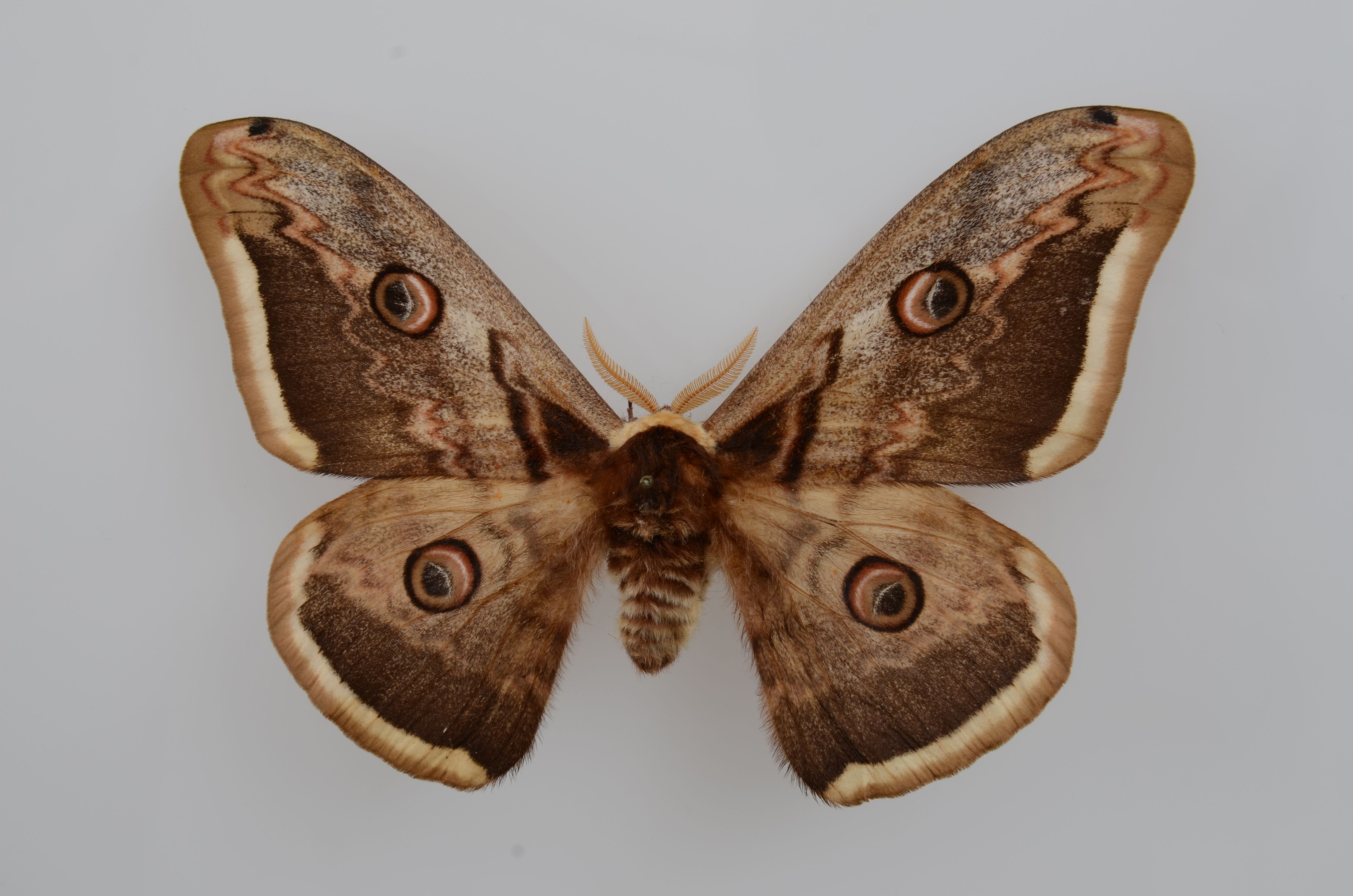 Náhledový obrázek Martináč hrušňový - 1