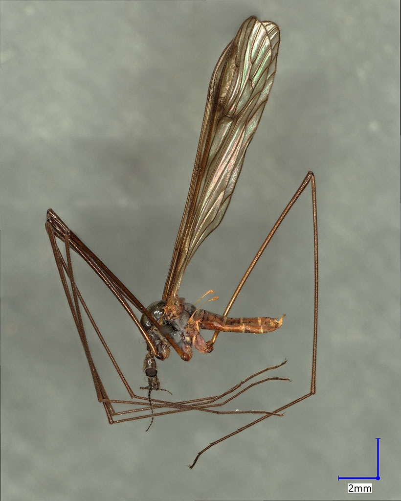 Náhledový obrázek Dactylolabis subdilatata - 1
