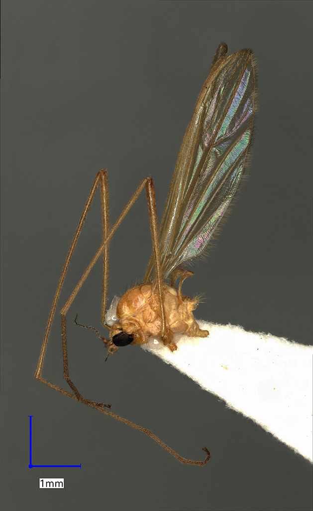 Náhledový obrázek Erioptera distinguenda - 1