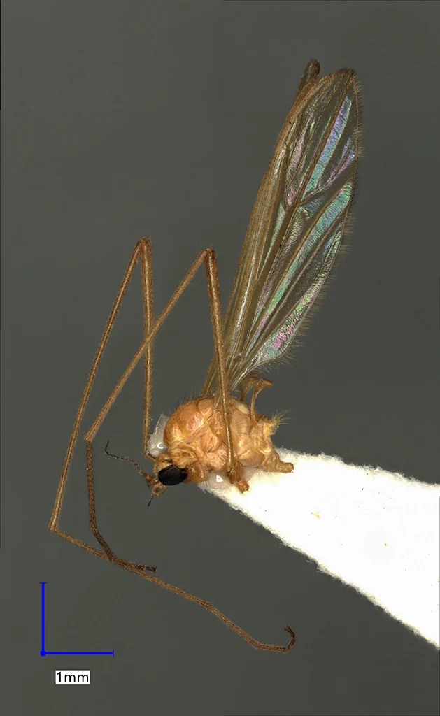 Náhledový obrázek předmětu Erioptera distinguenda