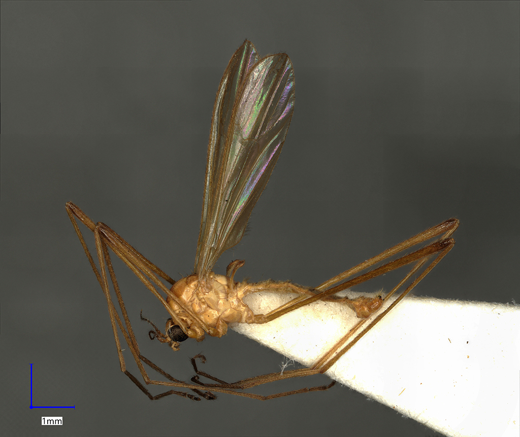 Náhledový obrázek Erioptera distinguenda - 1