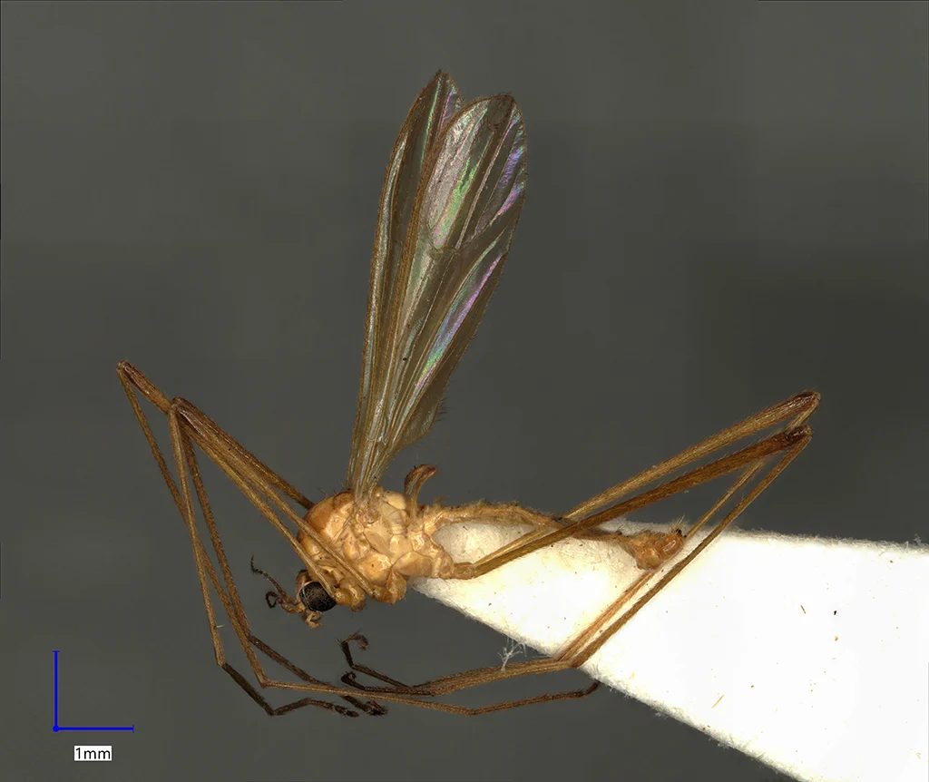 Náhledový obrázek předmětu Erioptera distinguenda