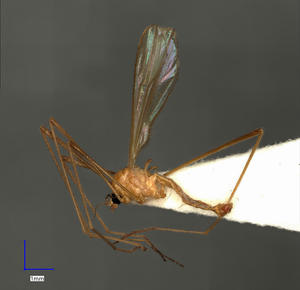 Náhledový obrázek Erioptera distinguenda - 1